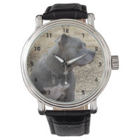 Pitbull Profile Watch
