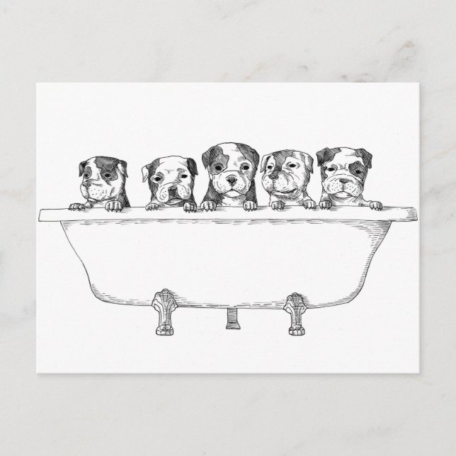 Pitbull Puppies In the Tub - Illustration Postcard (Front)
