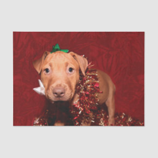 Pitbull puppy Christmas Tissue Paper