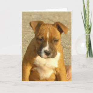 Pitbull puppy greeting card
