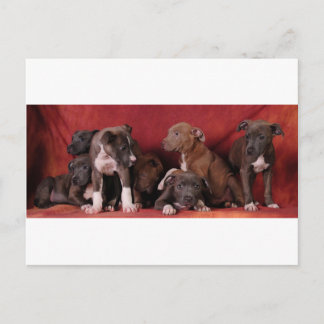 Pitbull puppy heaven postcard