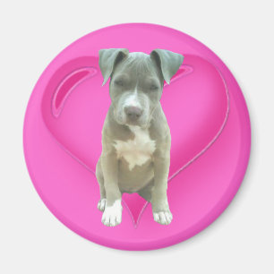 Pitbull puppy magnet