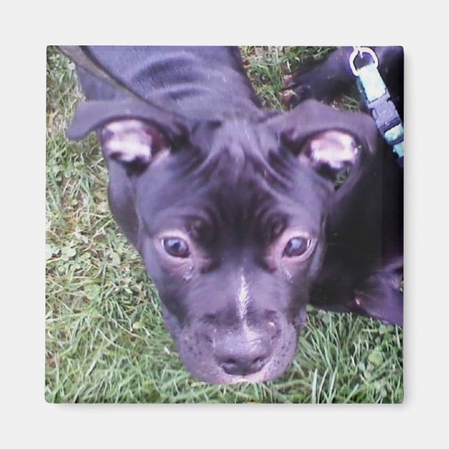 Pitbull Puppy Magnet (Front)