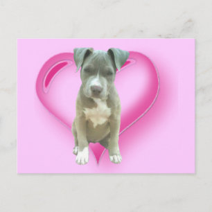 Pitbull puppy postcard