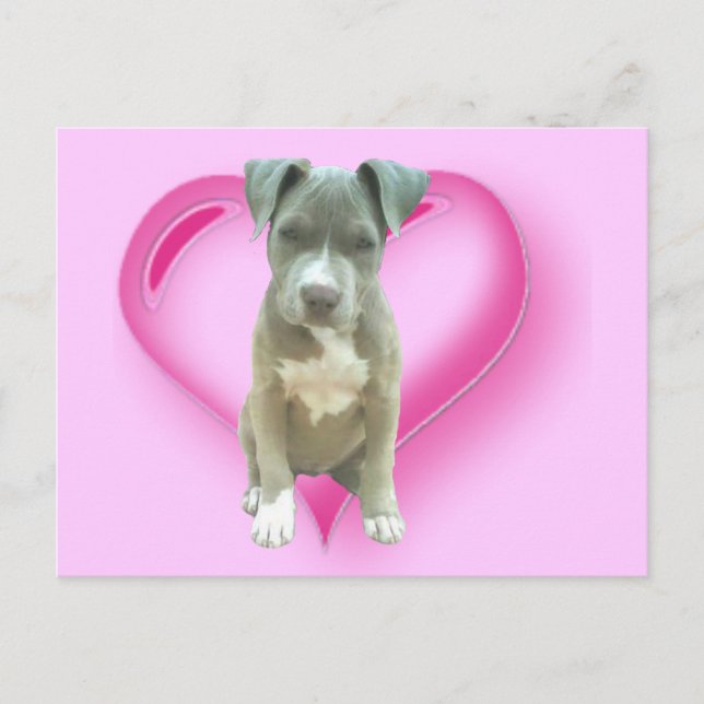 Pitbull puppy postcard (Front)