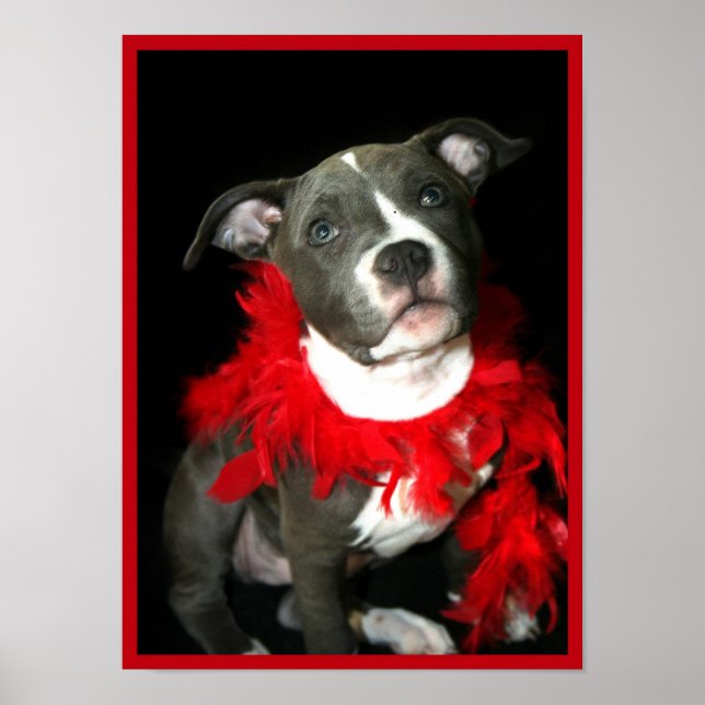 Pitbull puppy poster (Front)