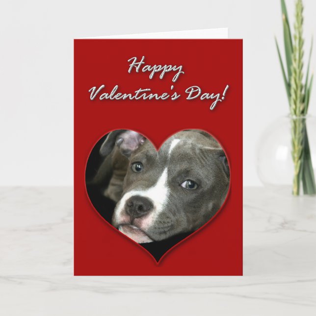 Pitbull puppy Valentines Day Card (Front)