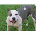 pitbull standing photo sculpture<br><div class="desc">PIT BULL CAN MAKE HIM A STATUE KEY CHAIN BUTTON THERE ARE SEVERAL OPTIONS</div>