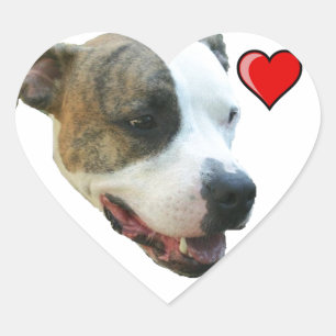 PItbull Sticker