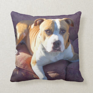 Pitbull terrier dog cushion