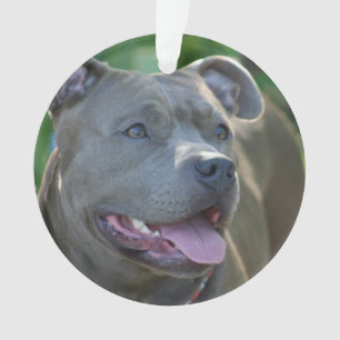 Pitbull terrier dog ornament
