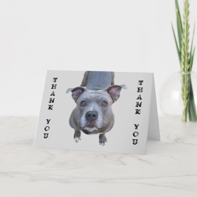 Pitbull Thank You Card (Front)