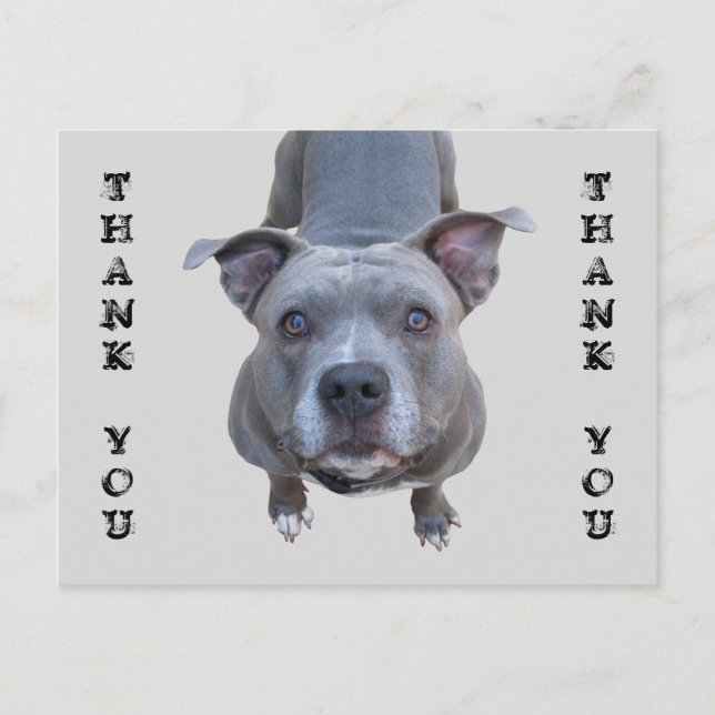 Pitbull Thank You Postcard (Front)