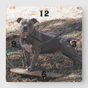 Pitbull with Skateboard Numbered Wall Clock
