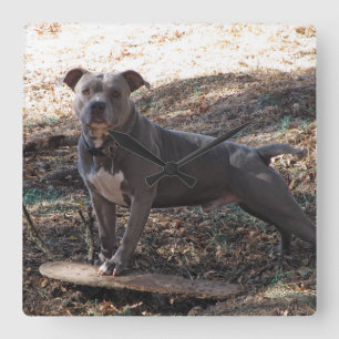 Pitbull with Skateboard Wall Clock