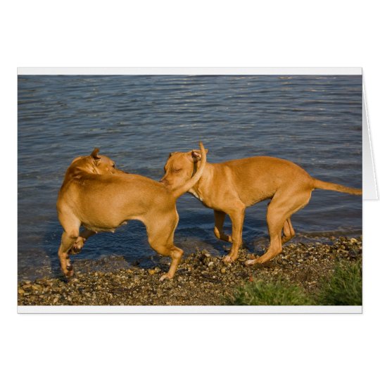 pitbulls in love card