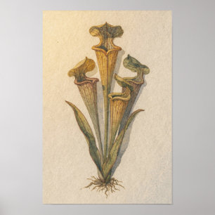 Pitcher Plant Botanical Study Poster