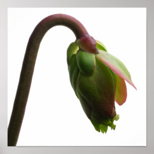 Pitcher Plant Flower Bud Poster