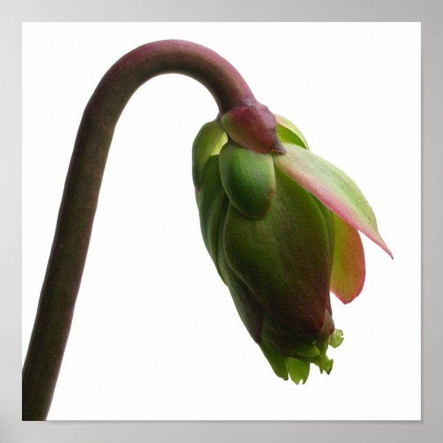 Pitcher Plant Flower Bud Poster (Front)
