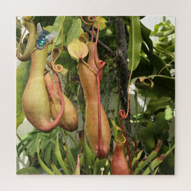 Pitcher Plant, Monkey Pots with Bluebottle Jigsaw Puzzle (Vertical)