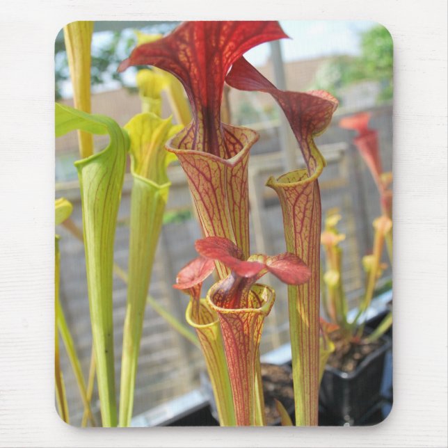 Pitcher Plant Mouse Pad 2 (Front)
