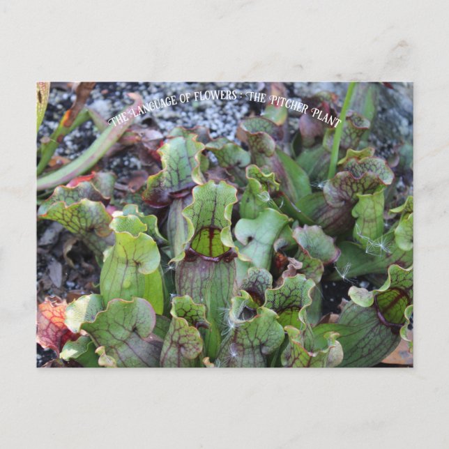 Pitcher Plant Postcard (Front)