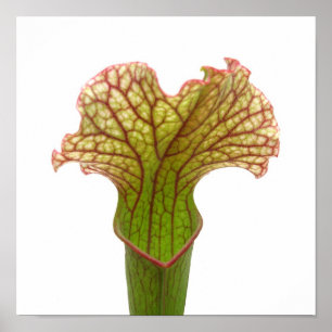 Pitcher Plant Poster