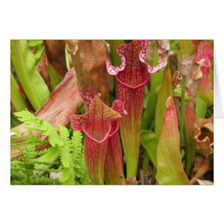 Pitcher Plants