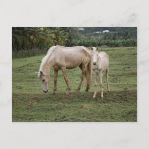Pitons2 Postcard