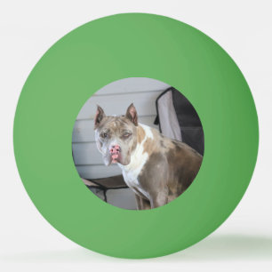 Pitt bull ping pong ball