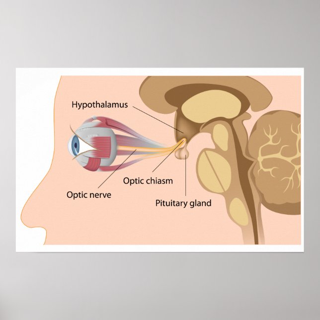 Pituitary gland and optic chiasm Poster (Front)