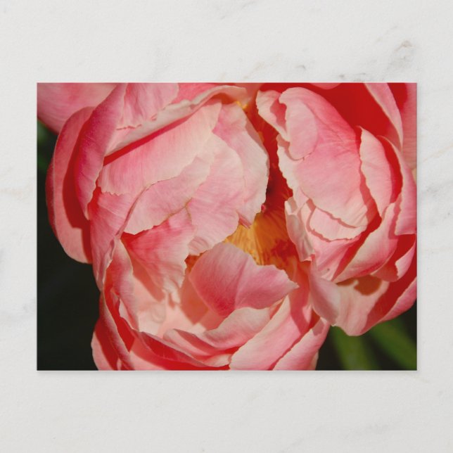 Pivoine Postcard (Front)