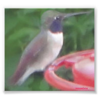 Pix-elated Humming Bird Pic