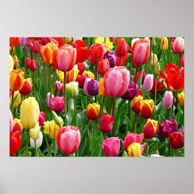 pixabay.comentulips-tulip-bed-colourful-colour-521 poster (Front)