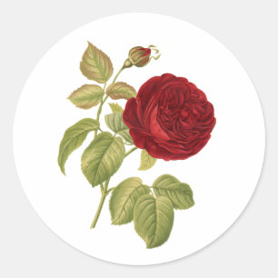 PixDezine vintage victorian red rose Classic Round Sticker