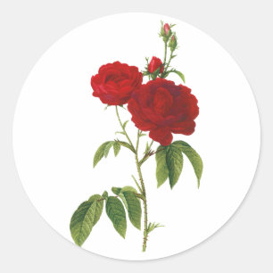 PixDezine vintage victorian red rose/redoute Classic Round Sticker