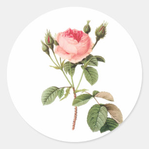 PixDezine vintage victorian rose/redoute Classic Round Sticker