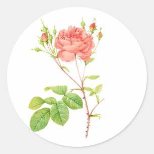 PixDezine vintage victorian roses/redoute Classic Round Sticker