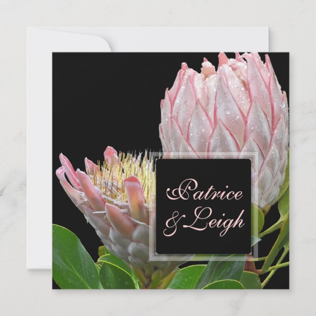 PixDezines fresh pink maui king protea Invitation (Front)