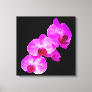 PixDezines Orchid/Hot Pink/DIY Background Colour Canvas Print