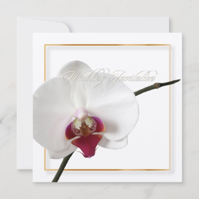 PixDezines orchids/phalaenopsis Invitation (Front)