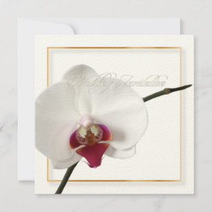 PixDezines orchids/phalaenopsis Invitation