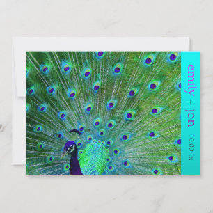 PixDezines peacock feather/aqua/turquoise Invitation