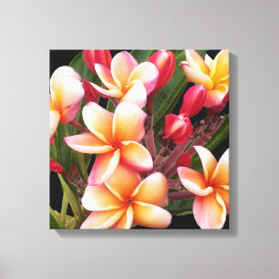 PixDezines Plumeria/Penang Peach Canvas Print