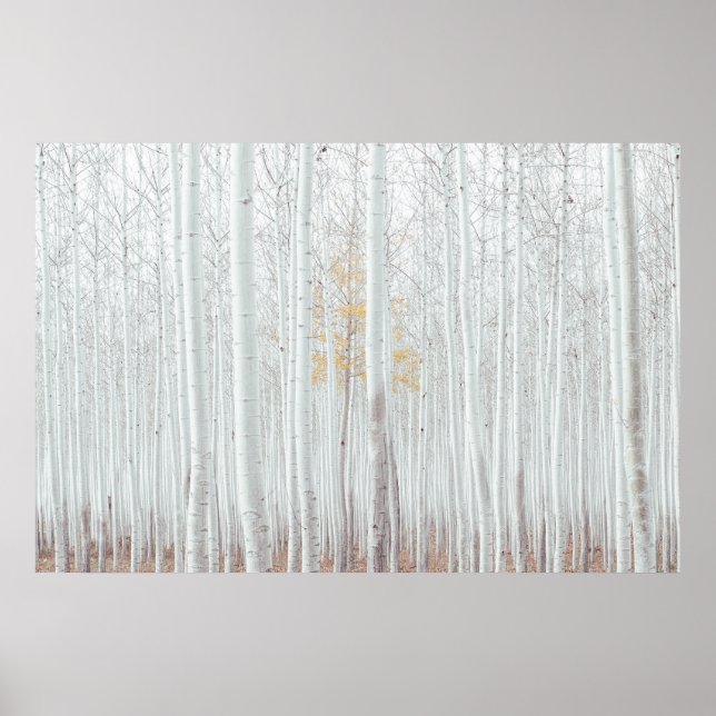 PixDezines Silver Birch Forest Poster (Front)