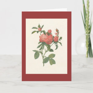 PJ Redoute - Rosa centifolia prolifera foliacea Card