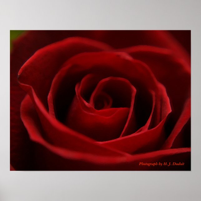 Placid Red Rose Poster (Front)