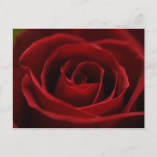 Placidly Red Postcard