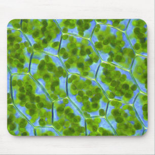 Plagiomnium Affine Plant Cells with Chloroplasts Mouse Mat