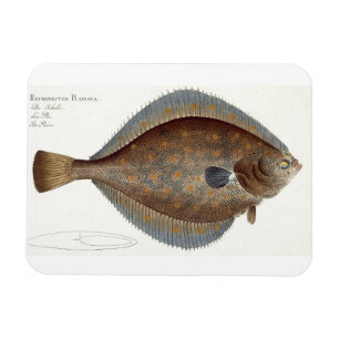Plaice (Pleuronectes Platessa) plate XLII from 'Ic Magnet